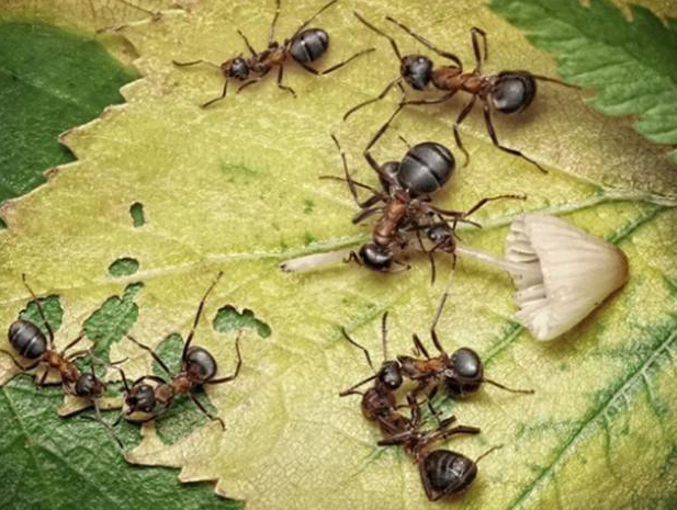 专业灭蚂蚁