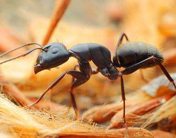 专业灭蚂蚁